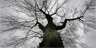 Practicing Patience:  Allow the Tree to Grow