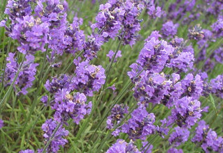 Lavender Flowers for Yoga and Beyond