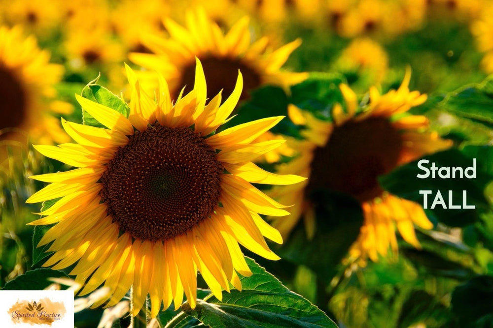Stand Tall Sunflowers