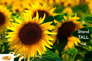 Stand Tall Sunflowers