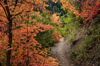 Autumn Trail
