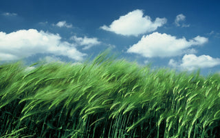 Yoga Poetry: Speaking to the Wind