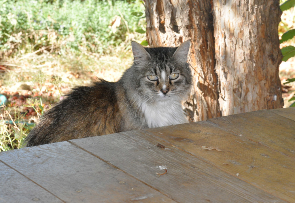Cat on Porch