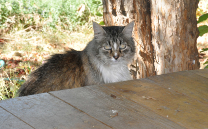 Cat on Porch
