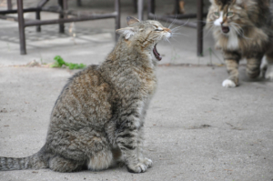 lucy-righty tnr