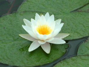 shuai brokenness