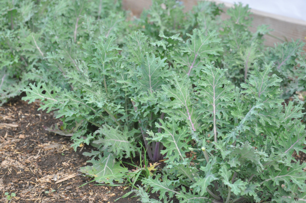 wasatch community gardens