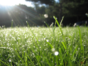 morning_dew vernal yoga