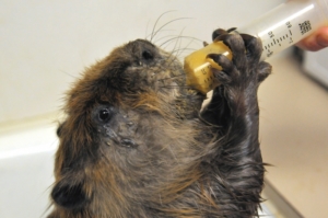 beaver wildlife rehabilitation