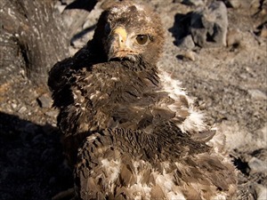 phoenix wildlife rehabilitation
