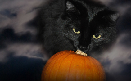 Halloween Cat