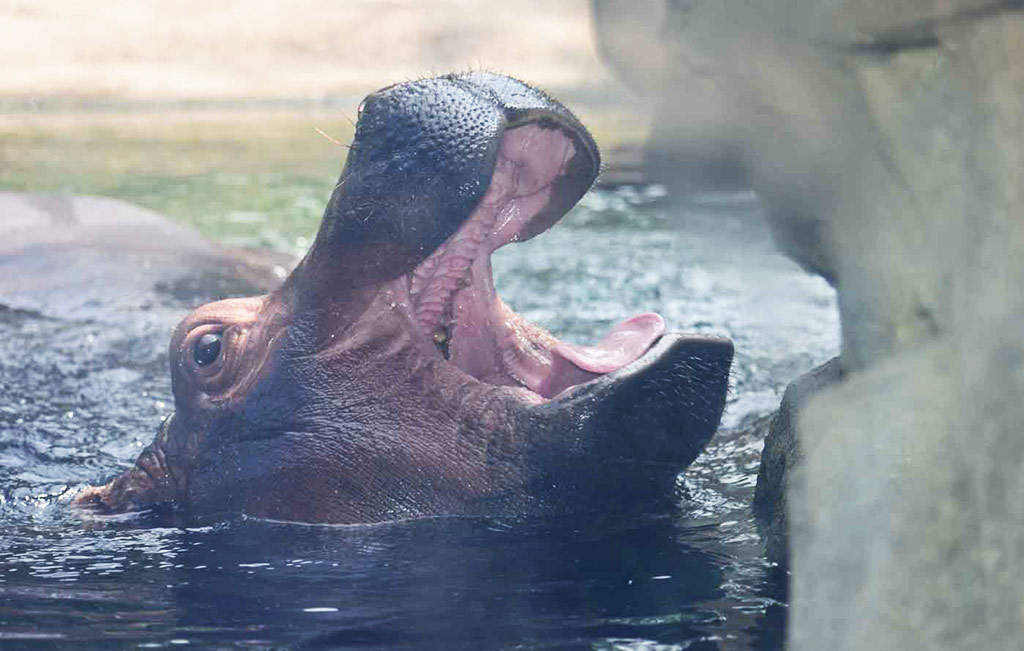 Fiona the Hippo