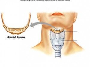 Hyoid