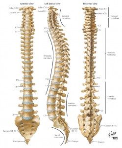 Curves of the Spine