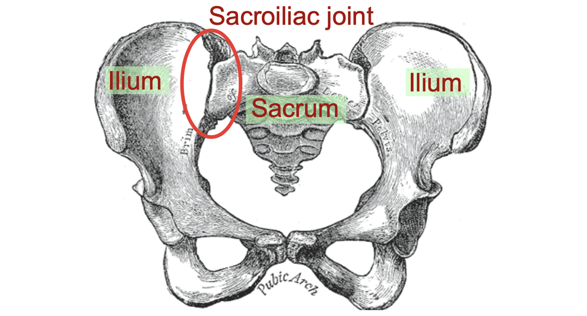 SI Joint