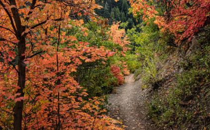 Autumn Trail
