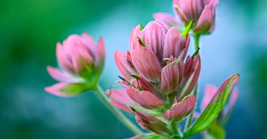 Closeup of Pink Wildflower
