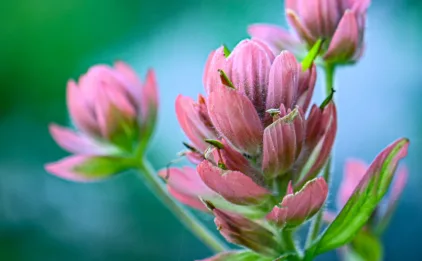 Closeup of Pink Wildflower